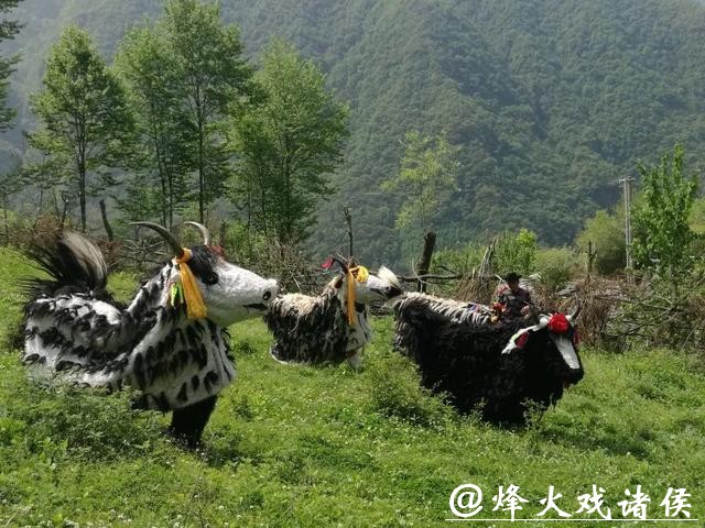 非遗四川 |平武虎牙藏族斗牦牛 非遗四川 |平武虎牙藏族斗牦牛